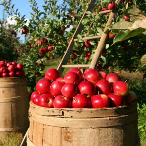 Organic Apples