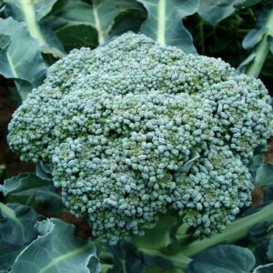 Organic Broccoli