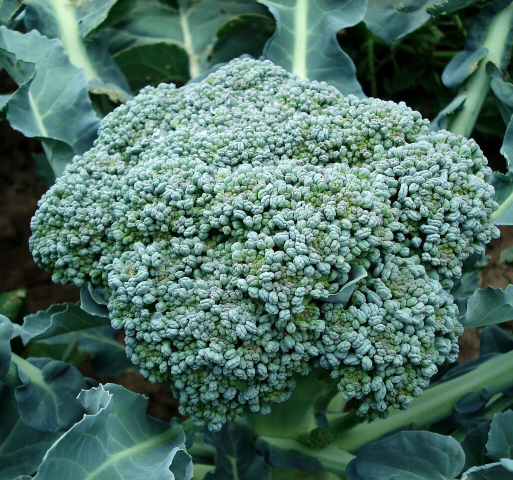 Organic Broccoli