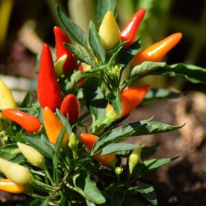 Handpicked Red Chillies